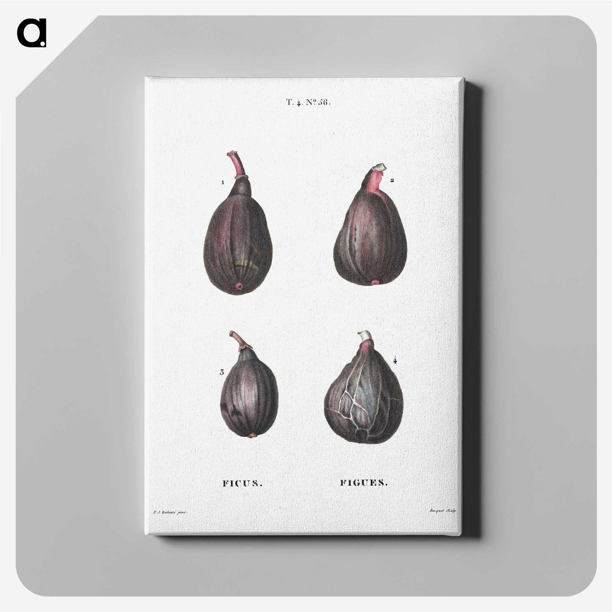 1-7_Treatise-on-Trees-and-Shrubs_canvas