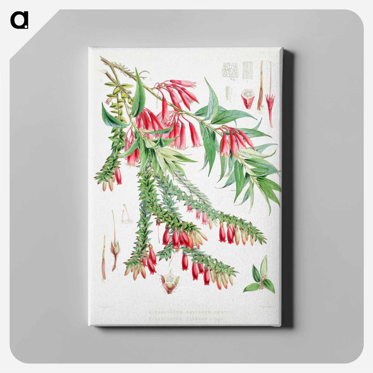 Vaccinium Salignum (syn. Agapetes saligna), Vaccinium Serpens (syn. Agapetes serpens) - Walter Hood Fitch Canvas.