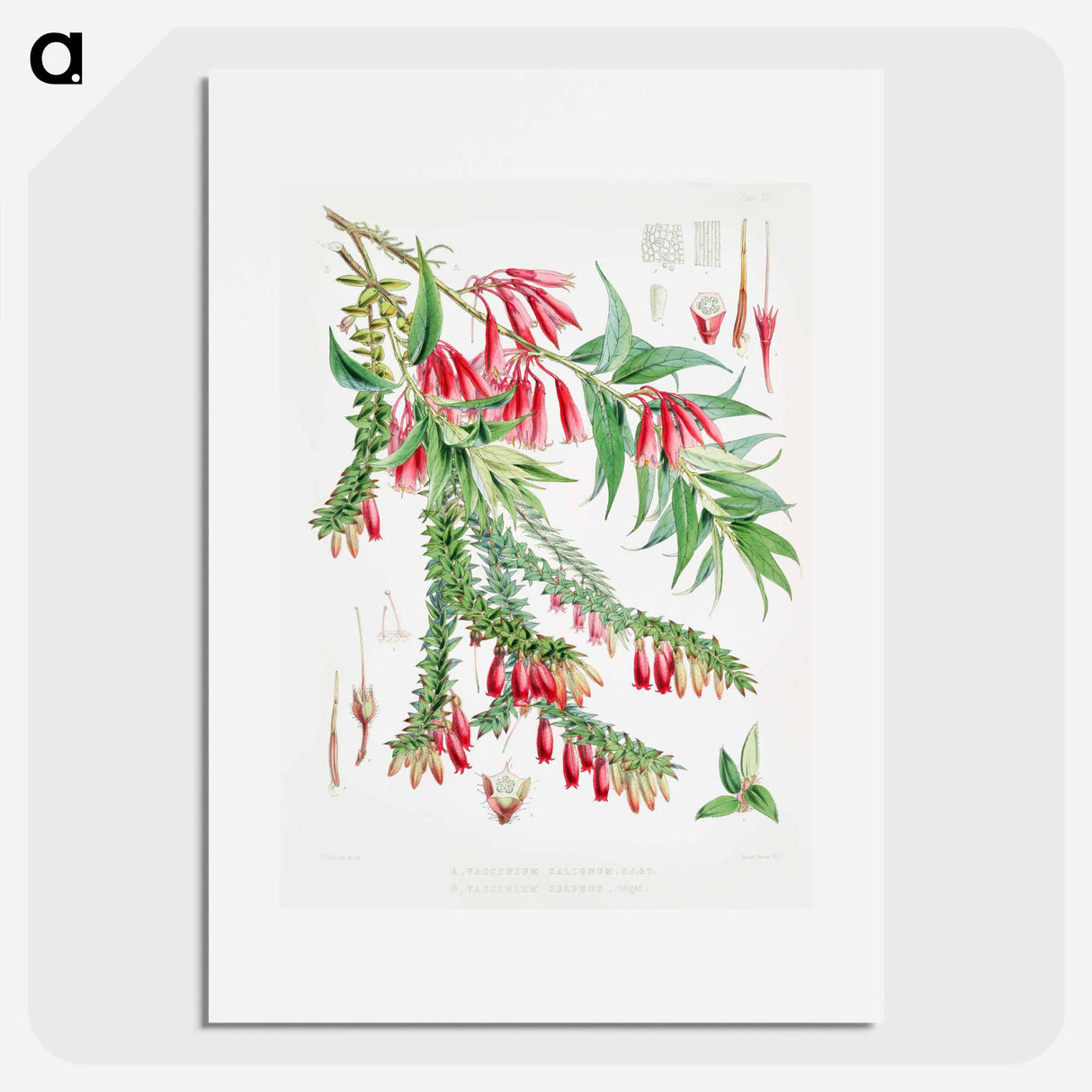 Vaccinium Salignum (syn. Agapetes saligna), Vaccinium Serpens (syn. Agapetes serpens) - Walter Hood Fitch Poster.