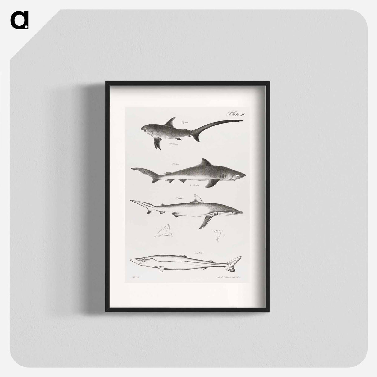 Different types of Sharks - ニューヨークの動物学 Poster.