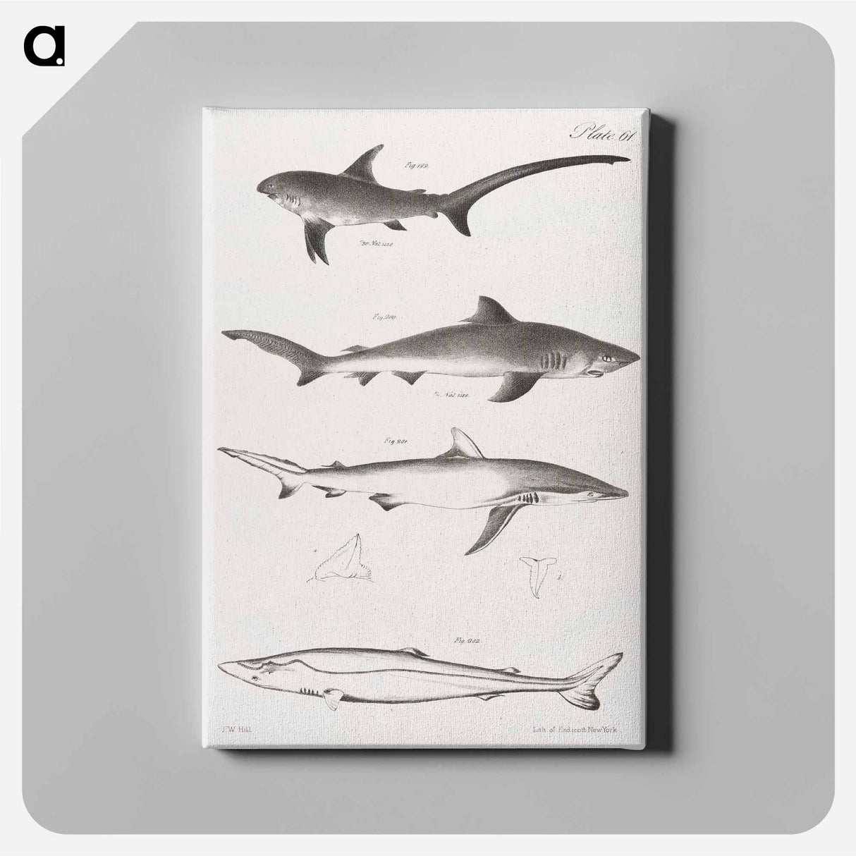 Different types of Sharks - ニューヨークの動物学 Canvas.