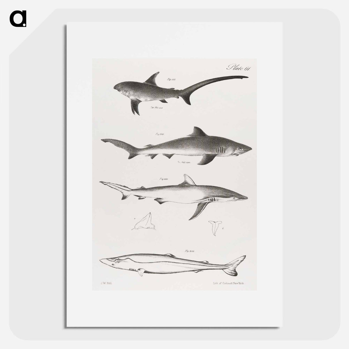 Different types of Sharks - ニューヨークの動物学 Poster.