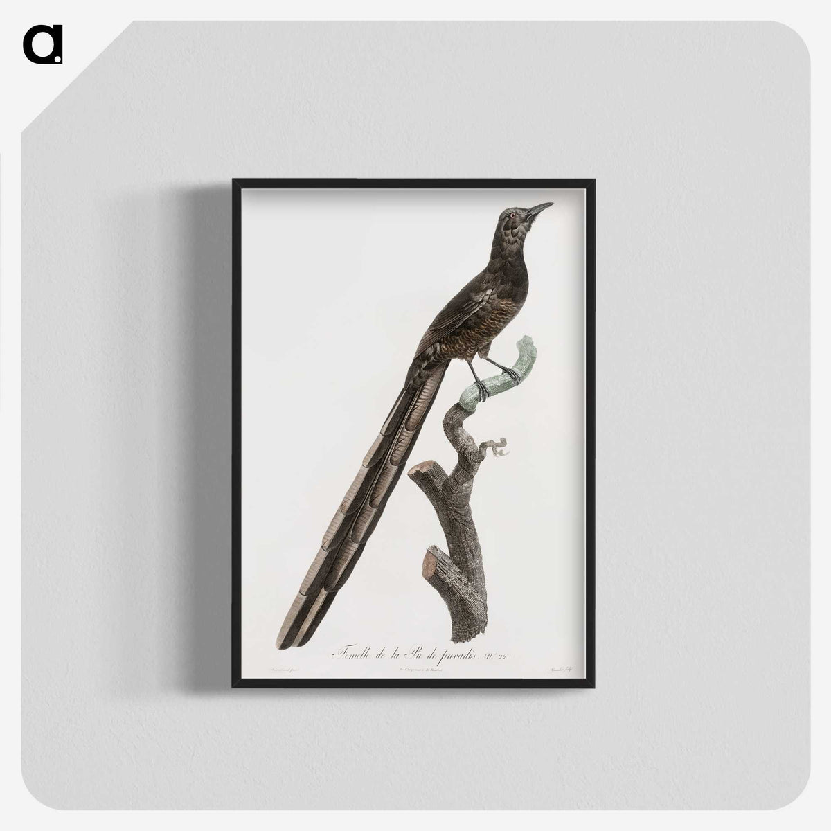 1-80_Des-Oiseaux-de-Paradis_blk-crop