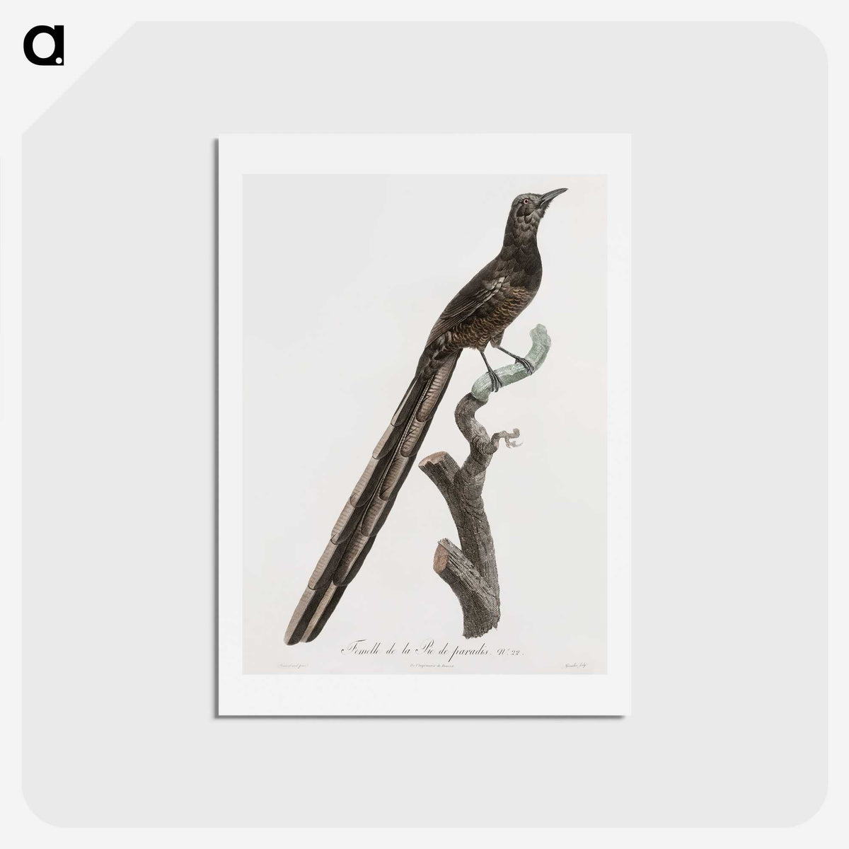 1-80_Des-Oiseaux-de-Paradis_hagaki
