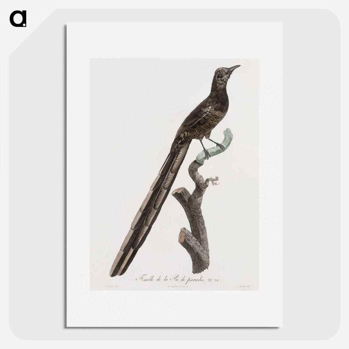 1-80_Des-Oiseaux-de-Paradis_picture