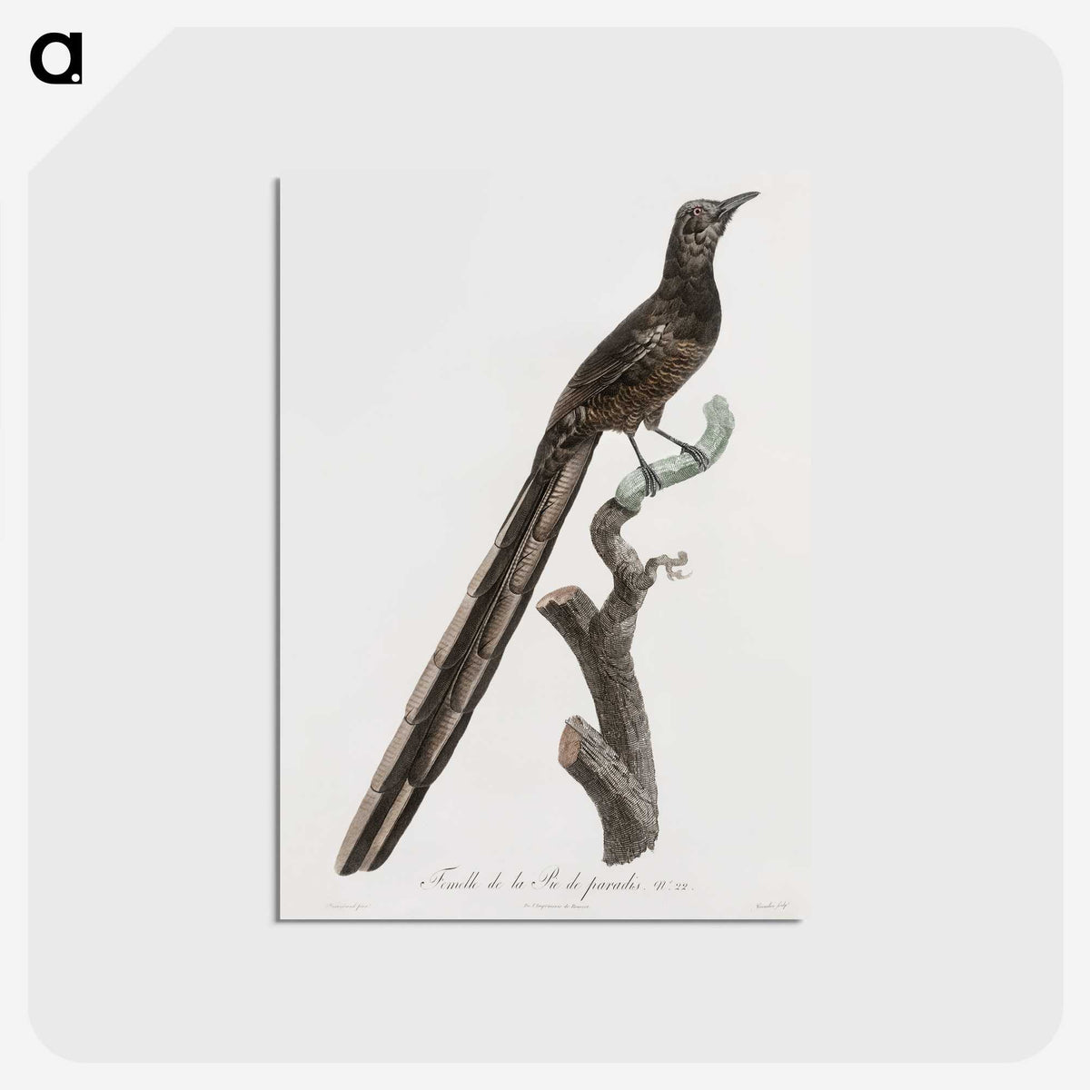 1-80_Des-Oiseaux-de-Paradis_postcard