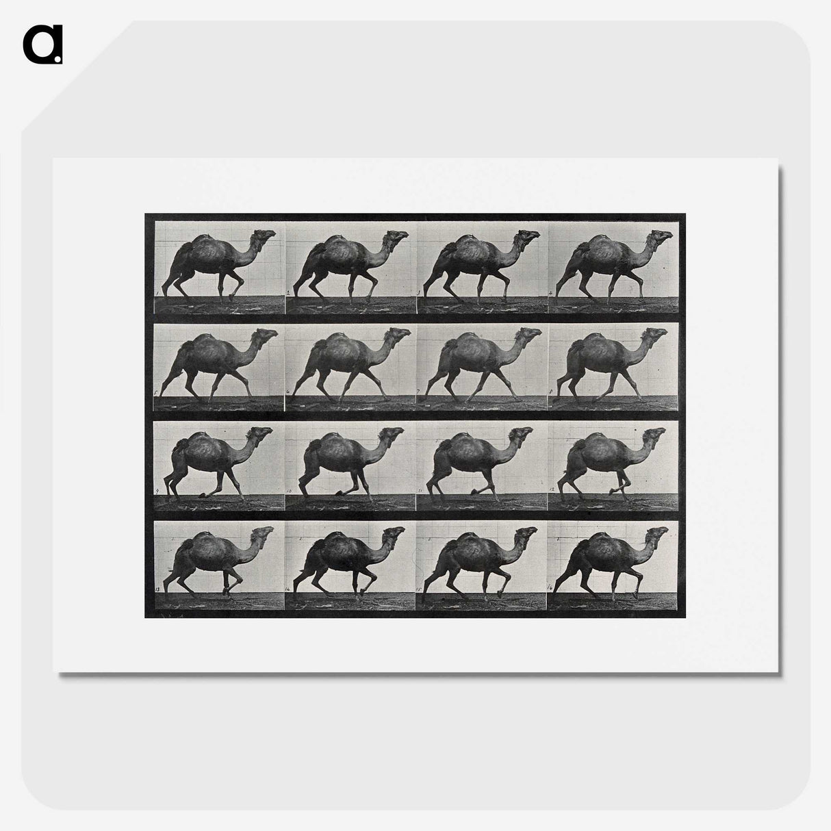 1-80_Eadweard-Muybridge_picture