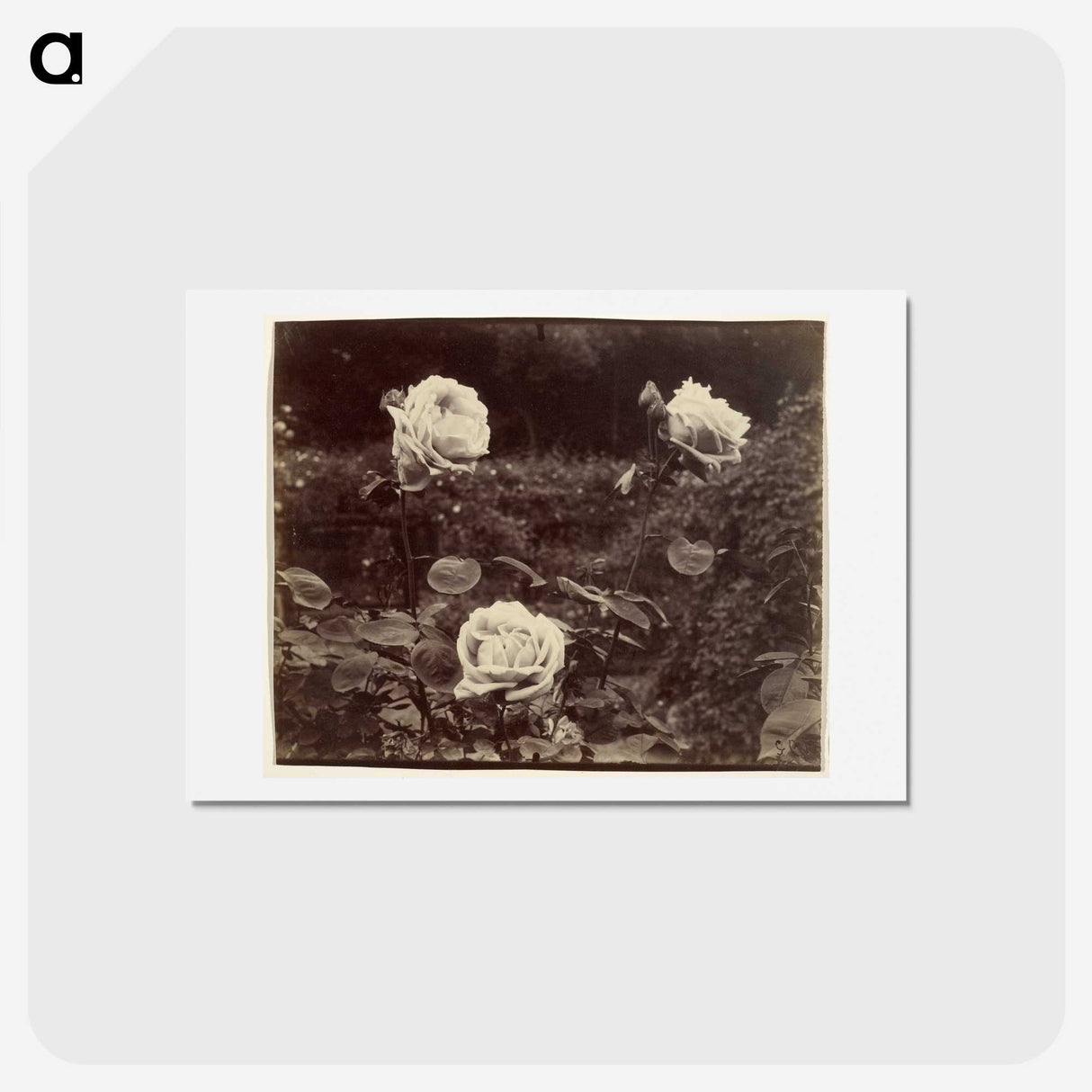 1-80_Eugene-Atget_hagaki