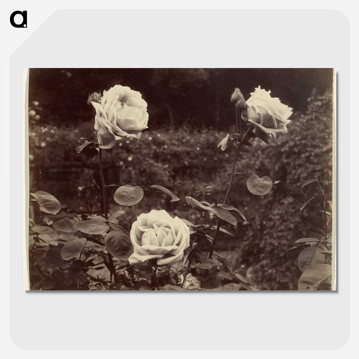 1-80_Eugene-Atget_picture-crop