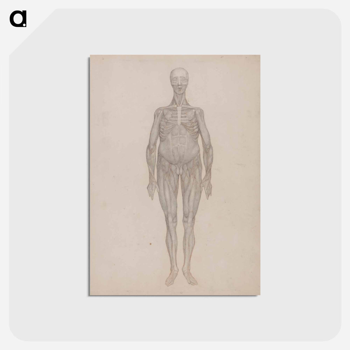 アートポストカード-Human Figure, Anterior View
- ジョージ スタッブス Postcard.
