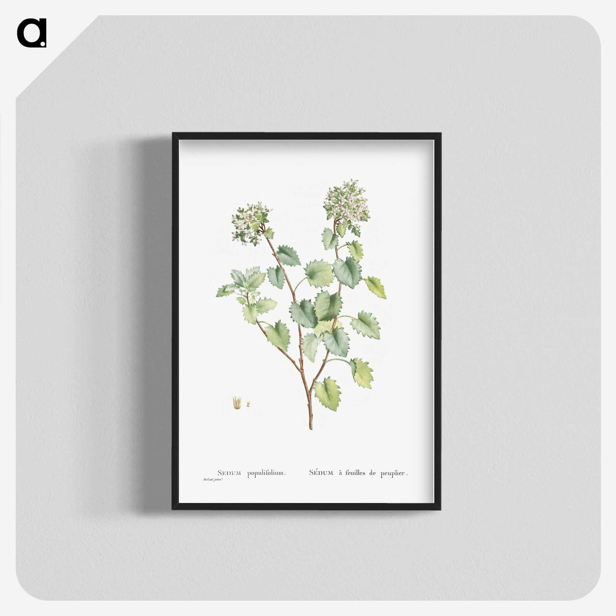 1-80_Histoire-des-Plantes-Grasses_blk-crop