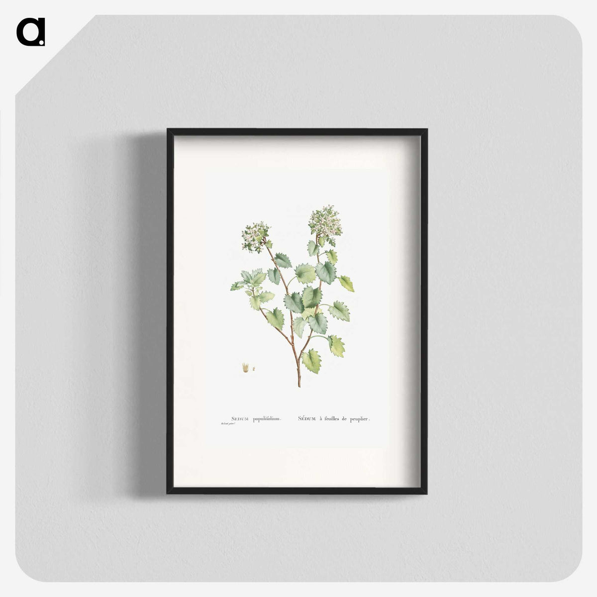 1-80_Histoire-des-Plantes-Grasses_blk