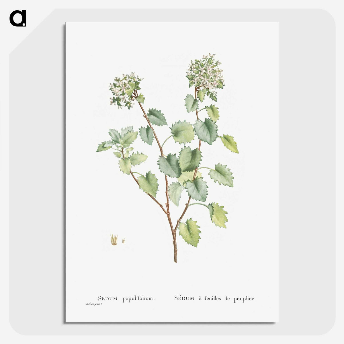 1-80_Histoire-des-Plantes-Grasses_picture-crop