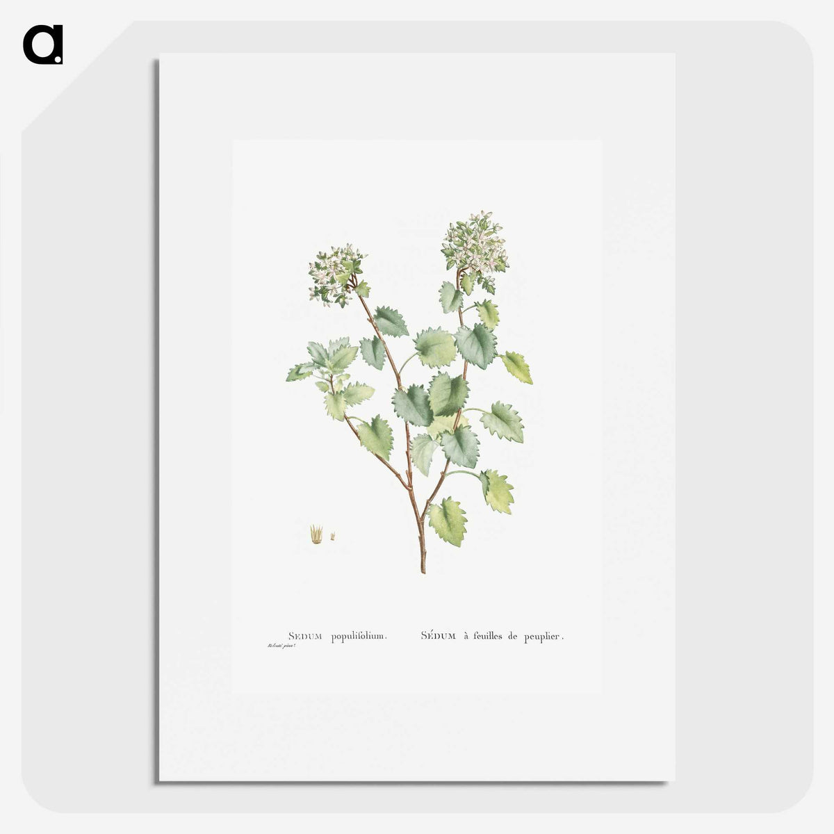 1-80_Histoire-des-Plantes-Grasses_picture
