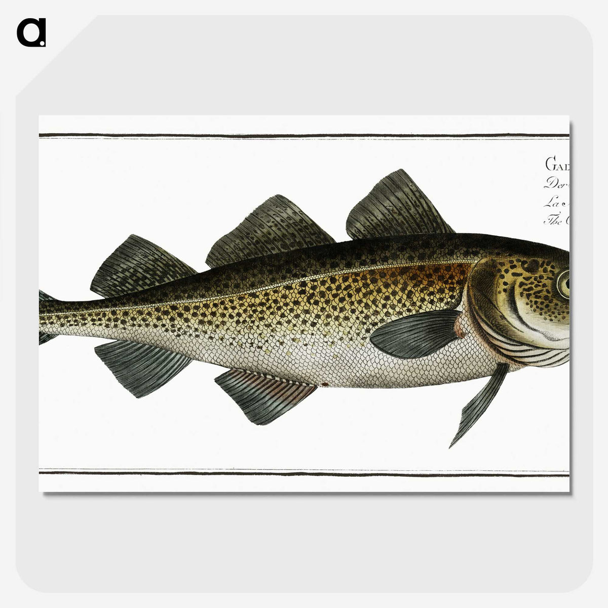 1-80_Ichtyologie-ou-Histoire-naturelle_picture-crop