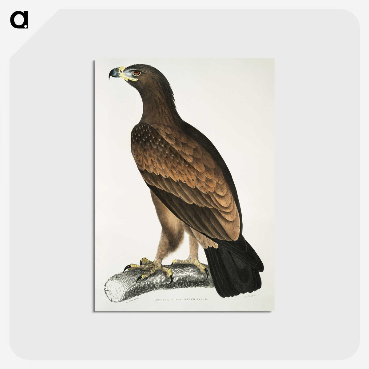 1-80_Indian-Zoology_postcard