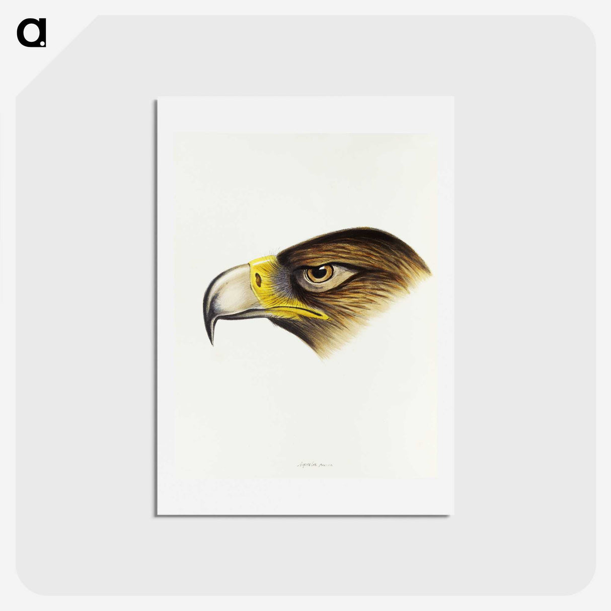 1-80_John-Gould_hagaki