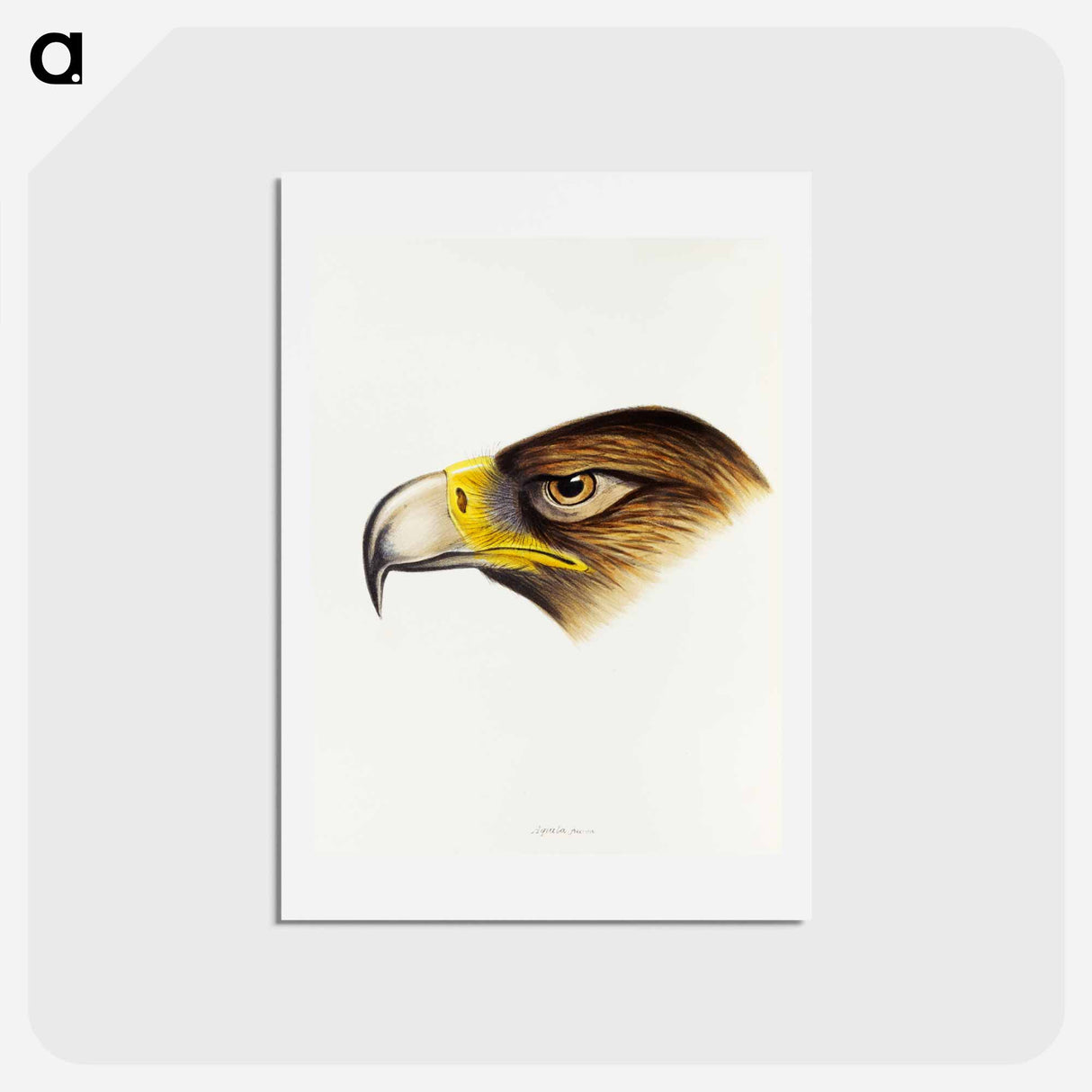 アートポストカード-Wedge-tailed Eagle
- ジョン グールド Postcard.