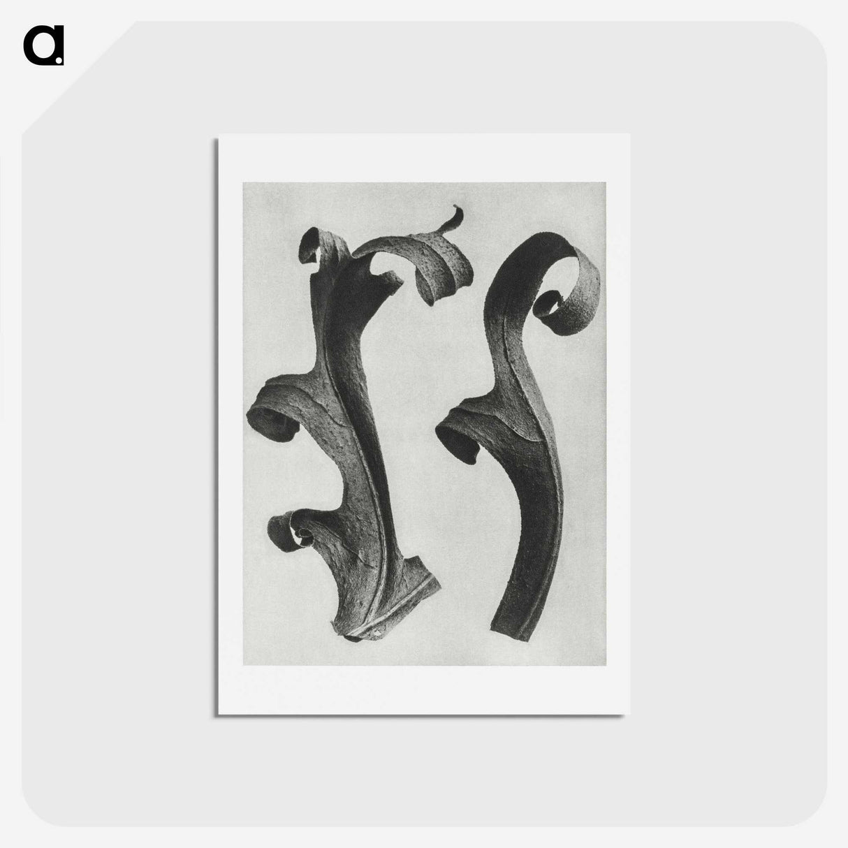 1-80_Karl-Blossfeldt_hagaki