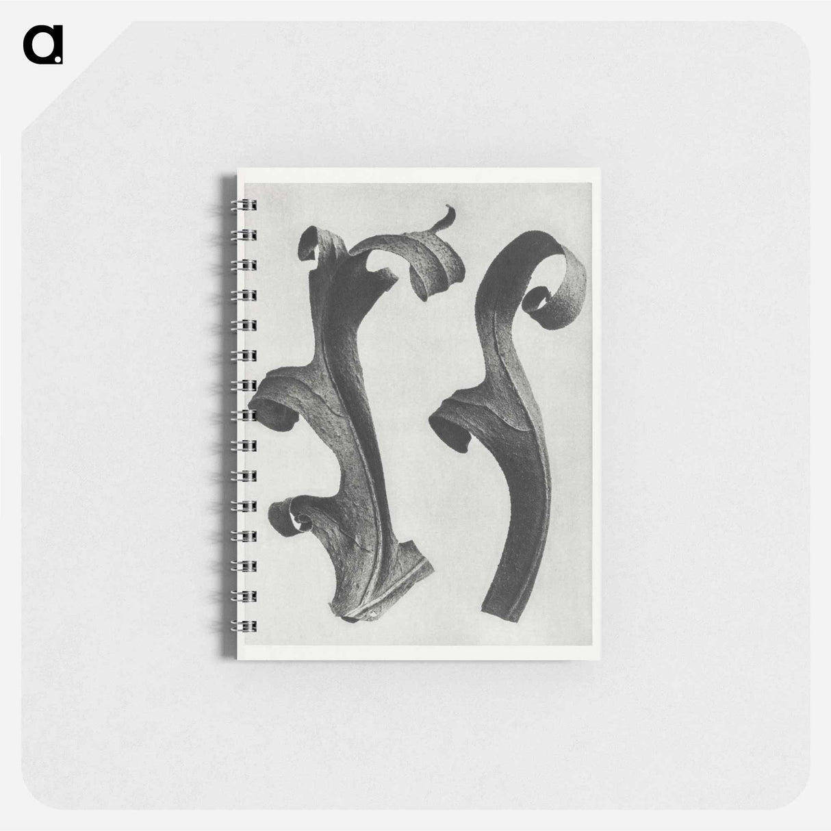 Silphium Laciniatum (Compass Plant) - カール ブロスフェルト Memo.