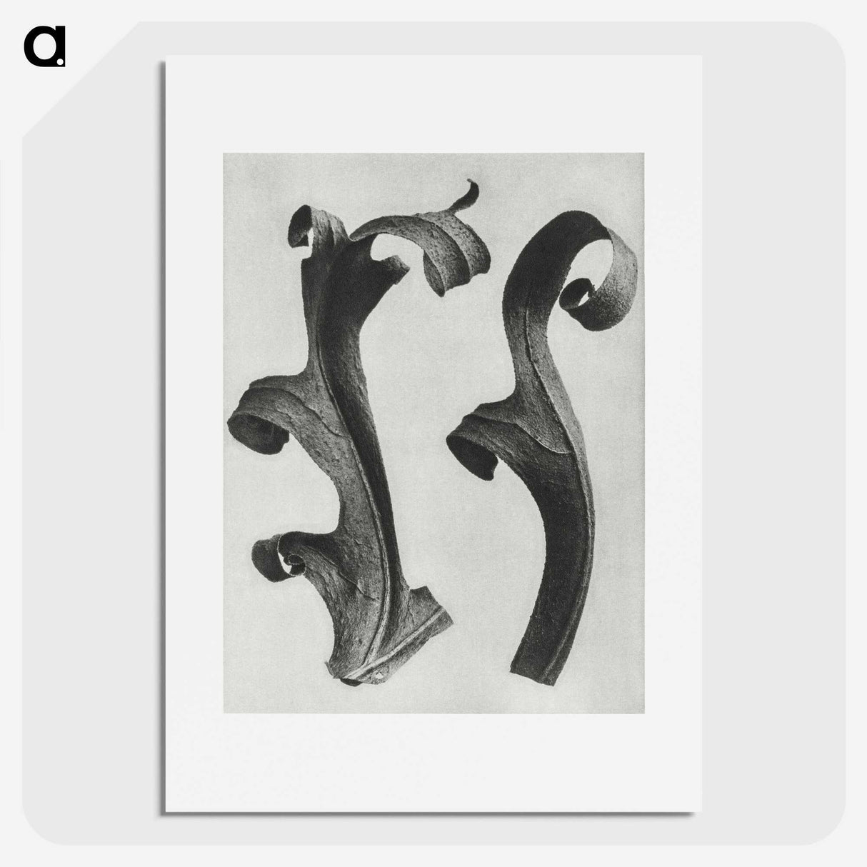 1-80_Karl-Blossfeldt_picture