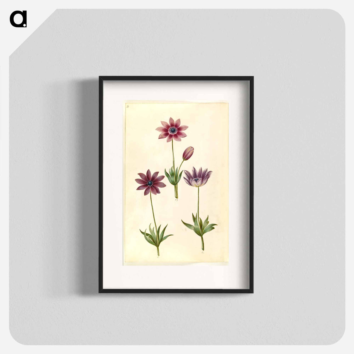 アートポスター-Anemone Pavonina
- マリア ジビーラ メーリアン Poster.