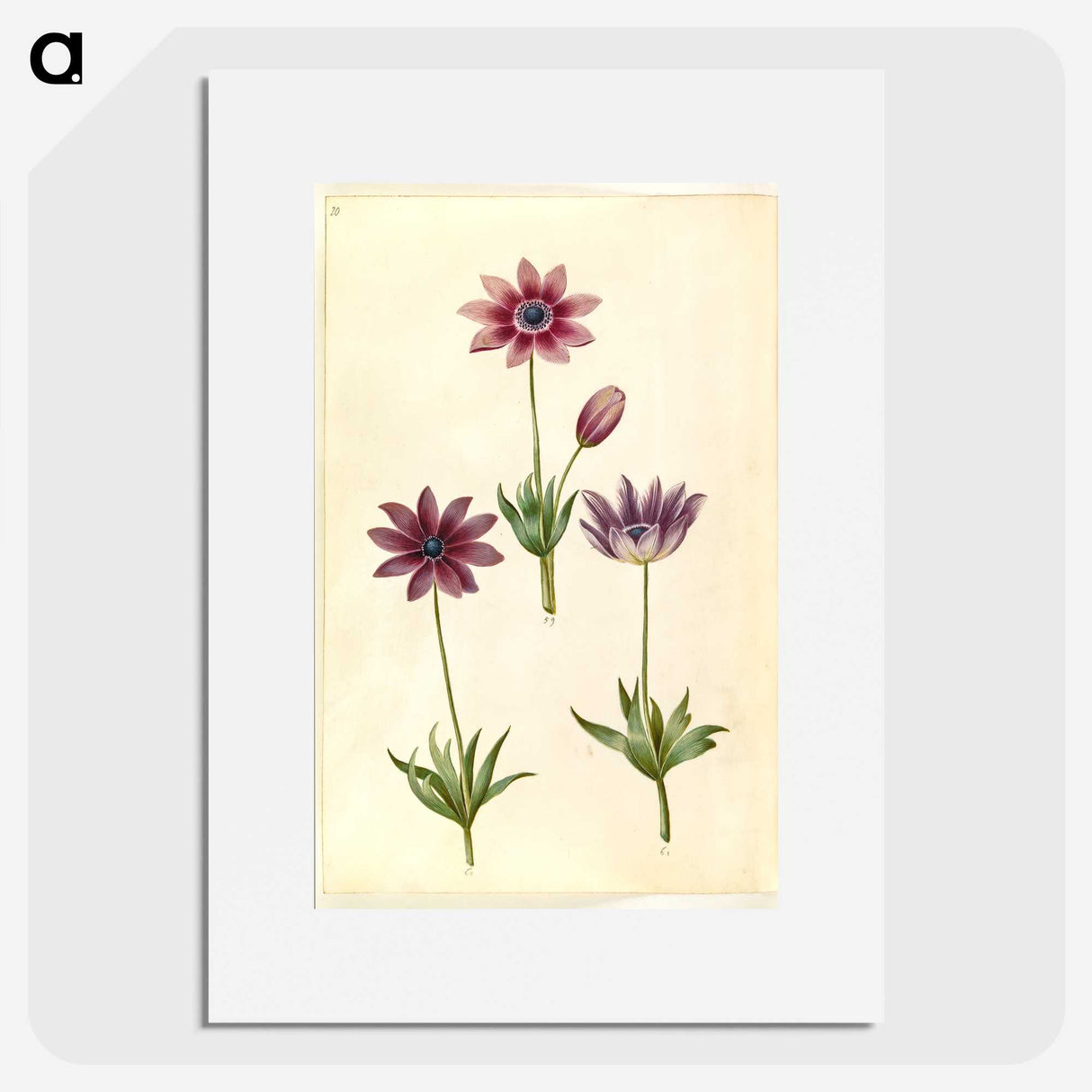 1-80_Maria-Sibylla-Merian_picture