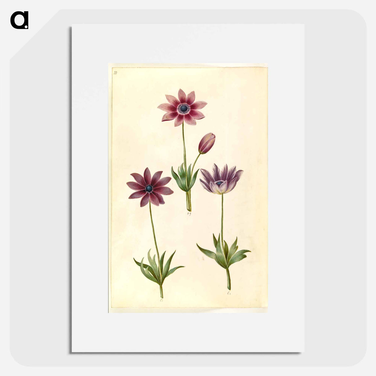 アートポスター-Anemone Pavonina
- マリア ジビーラ メーリアン Poster.