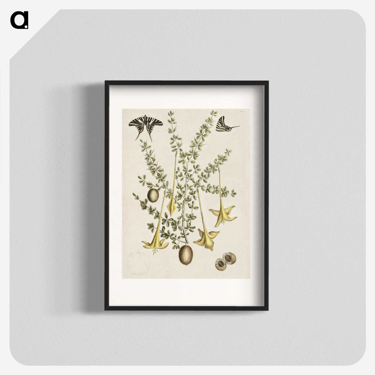1-80_Mark-Catesby_blk