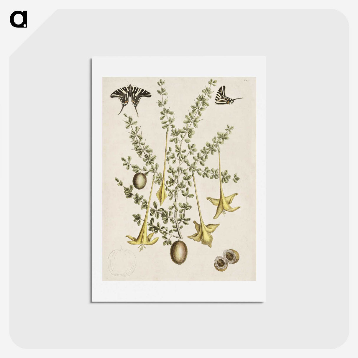 1-80_Mark-Catesby_hagaki