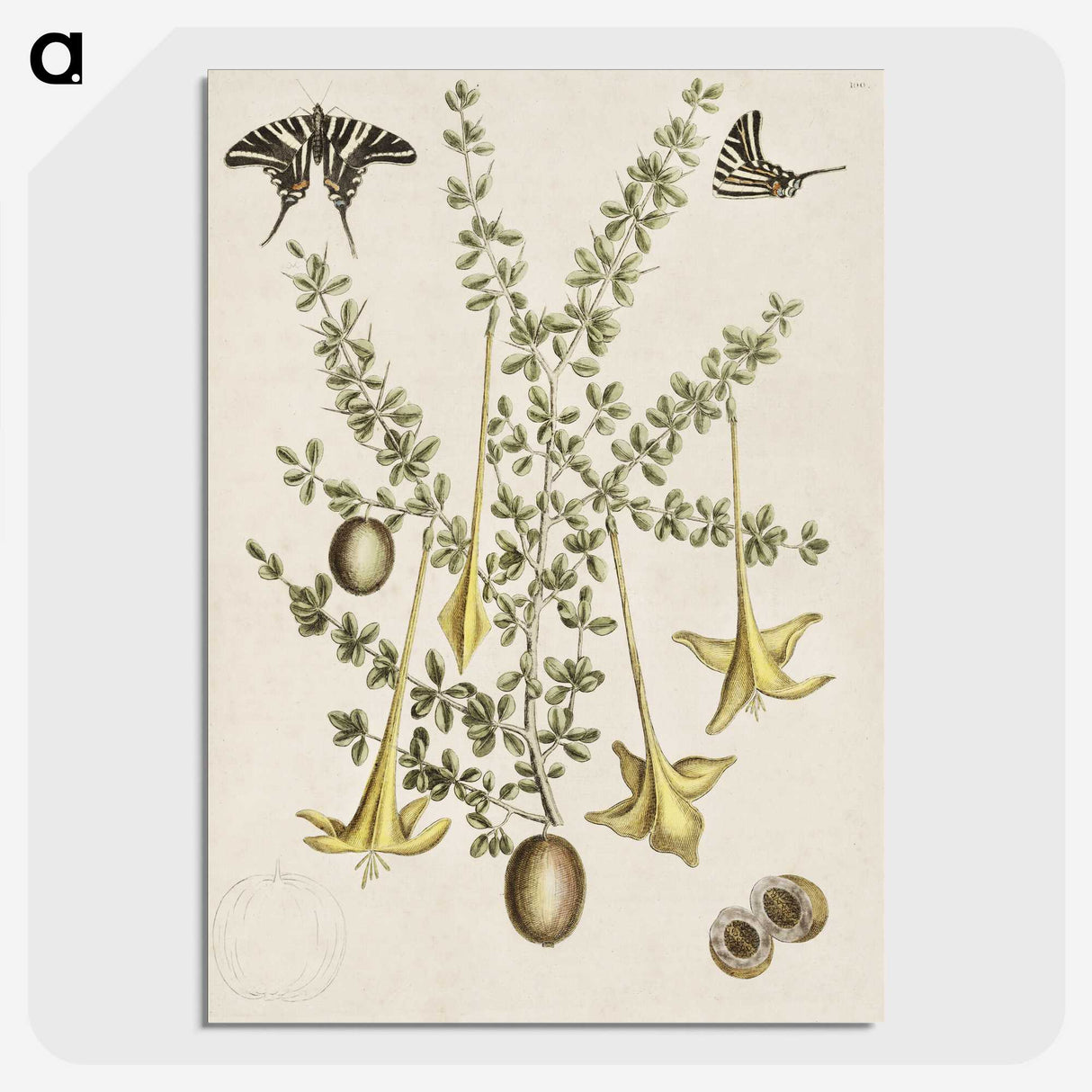 1-80_Mark-Catesby_picture-crop