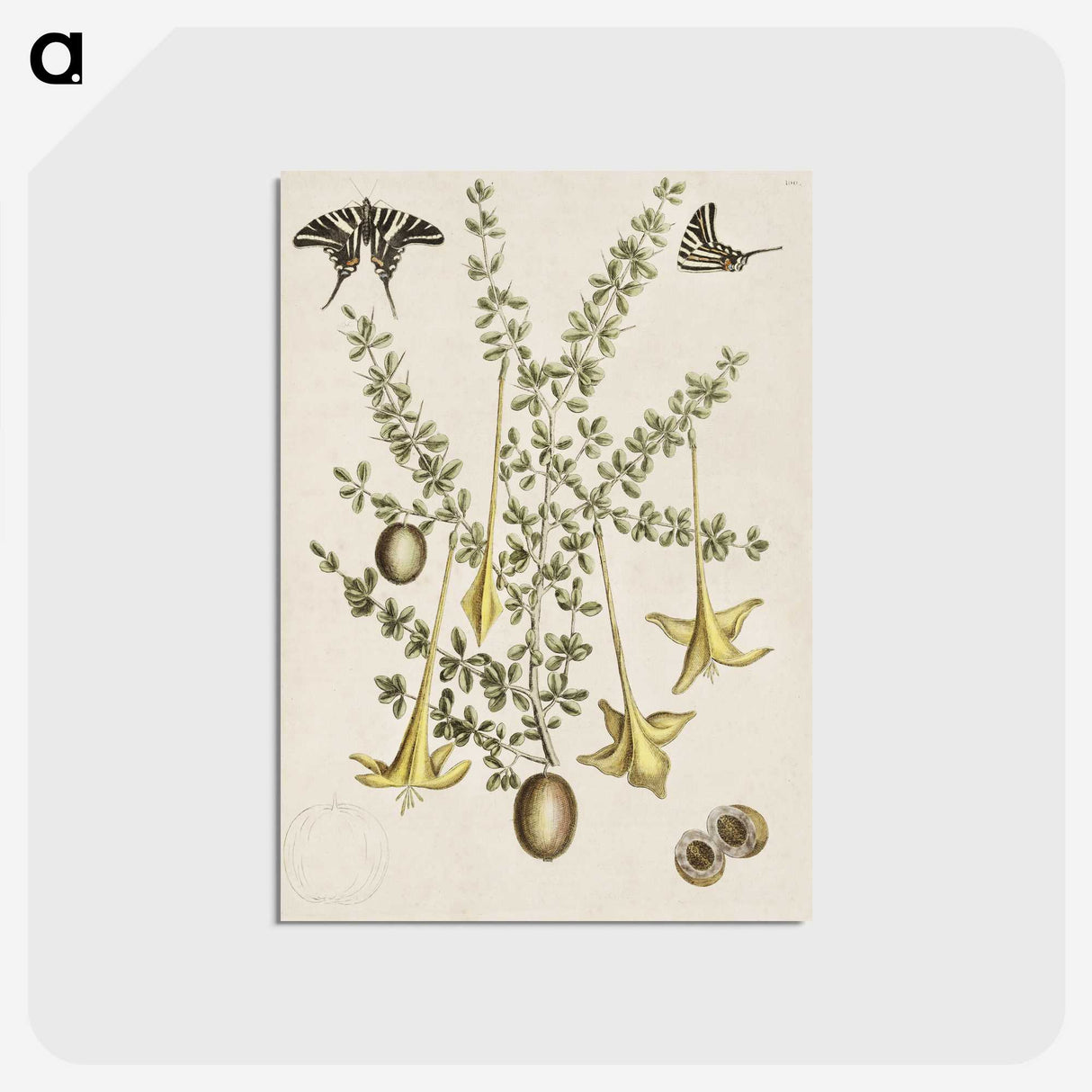 1-80_Mark-Catesby_postcard