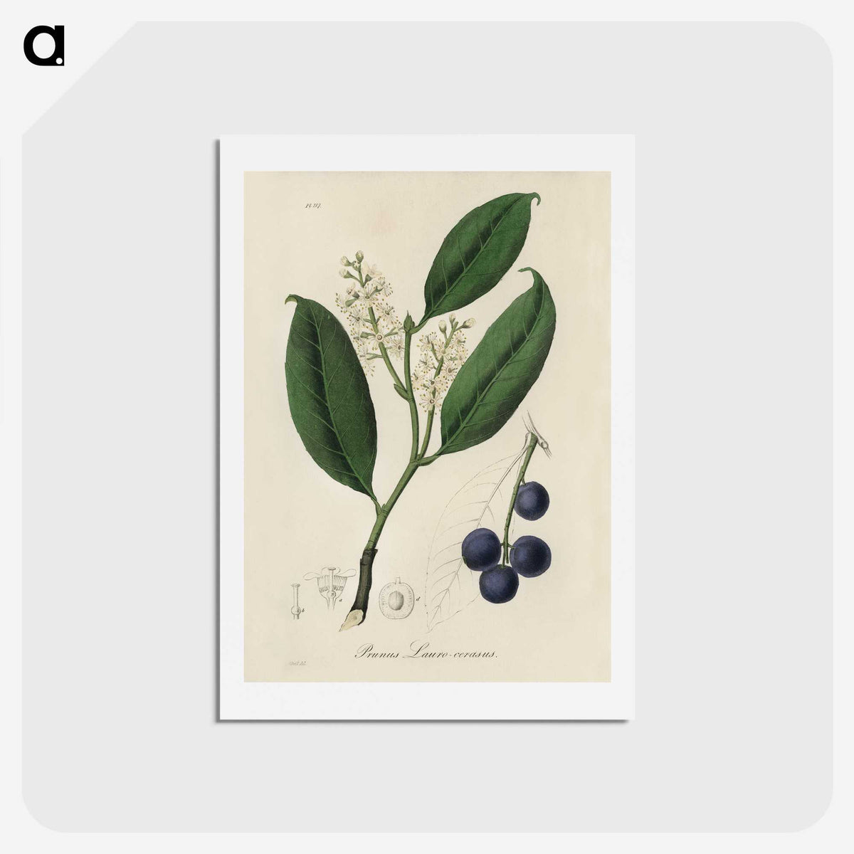 1-80_Medical-Botany_hagaki
