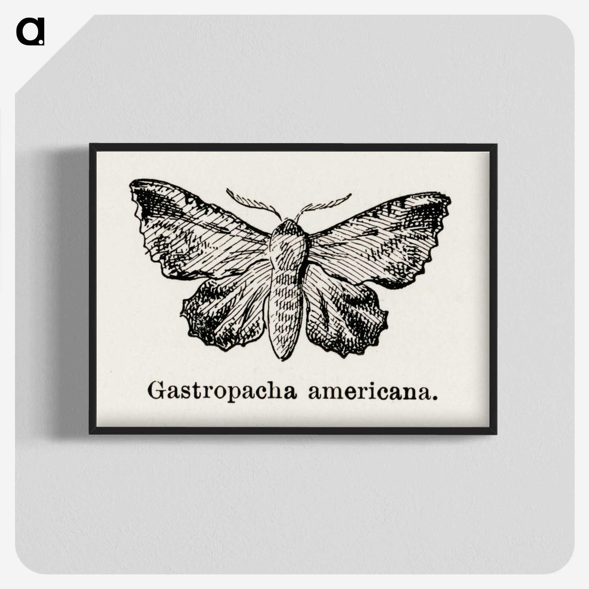 1-80_Moths-and-Butterflies-of-the-United-States_blk-crop