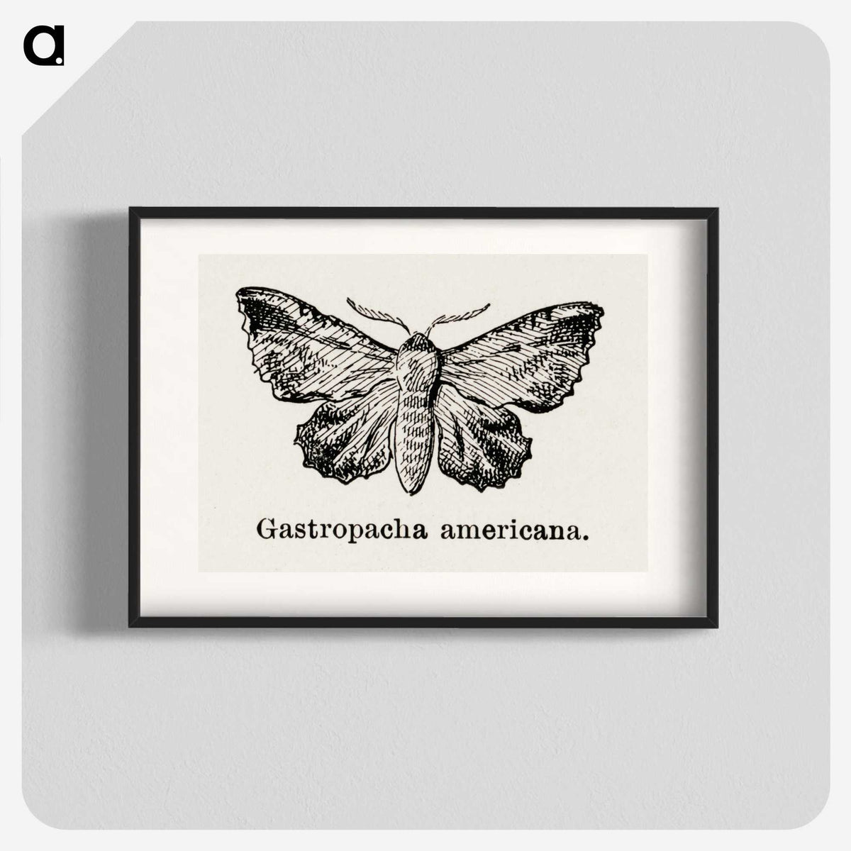 1-80_Moths-and-Butterflies-of-the-United-States_blk