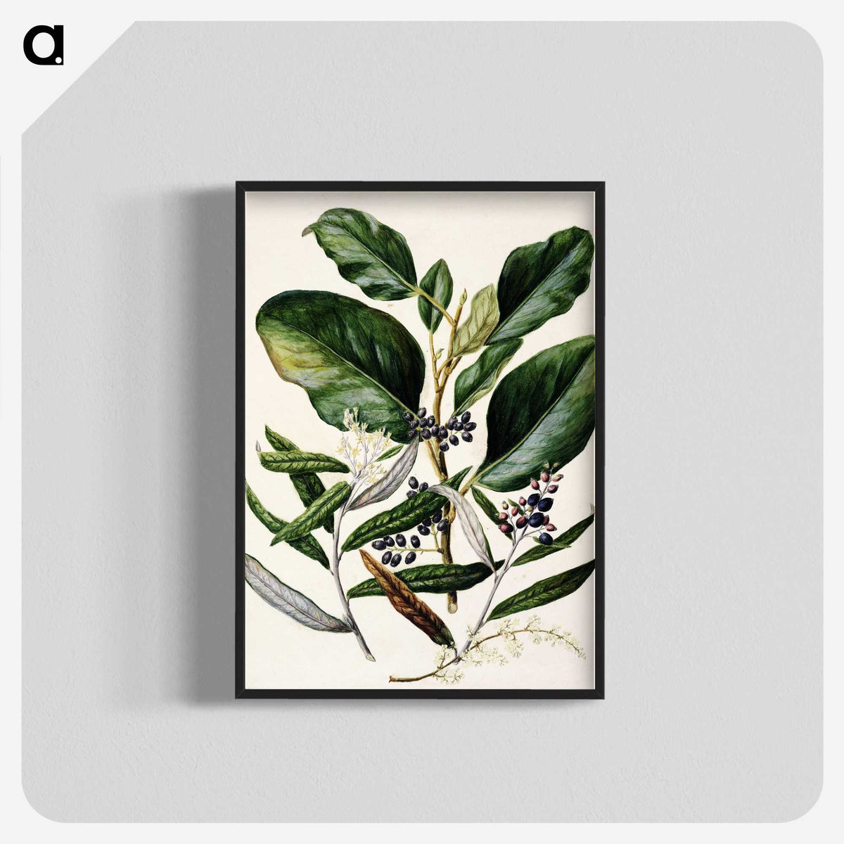 1-80_Native-Flowering-Plants-of-New-Zealand_blk-crop