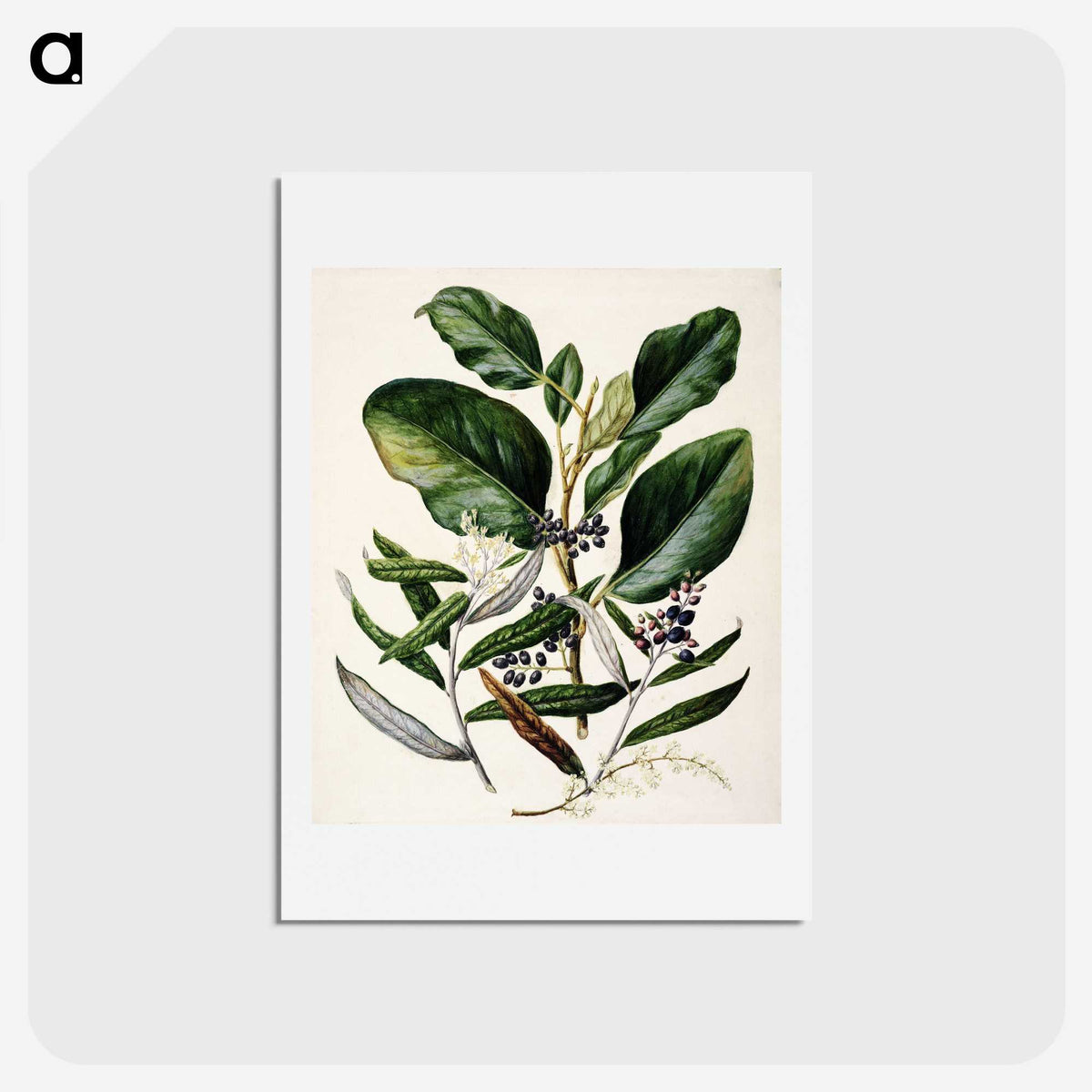 1-80_Native-Flowering-Plants-of-New-Zealand_hagaki