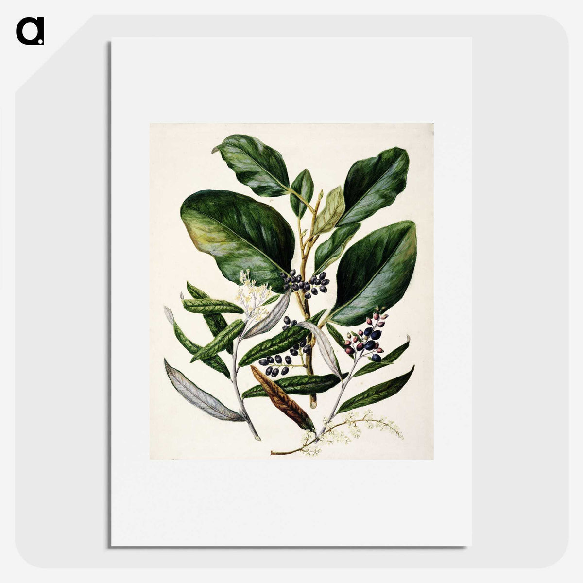 1-80_Native-Flowering-Plants-of-New-Zealand_picture