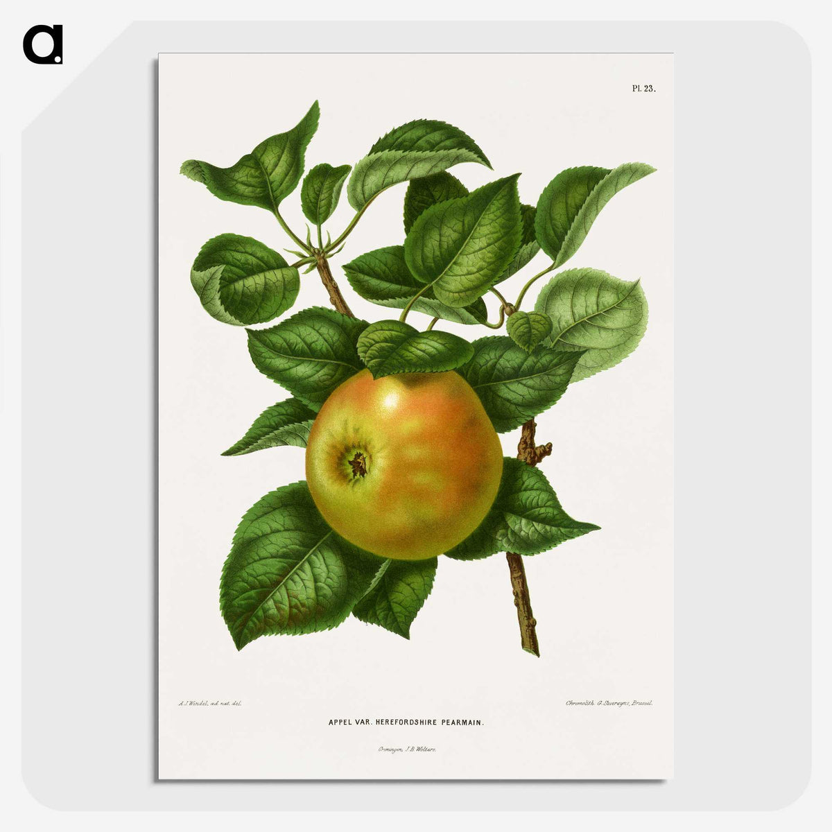 1-80_Nederlandsche-Flora-en-Pomona_picture-crop
