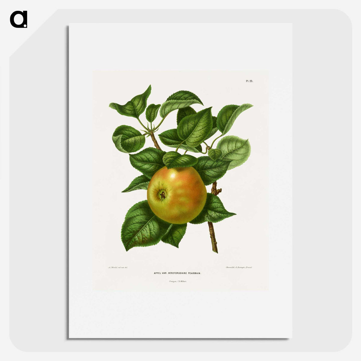 1-80_Nederlandsche-Flora-en-Pomona_picture