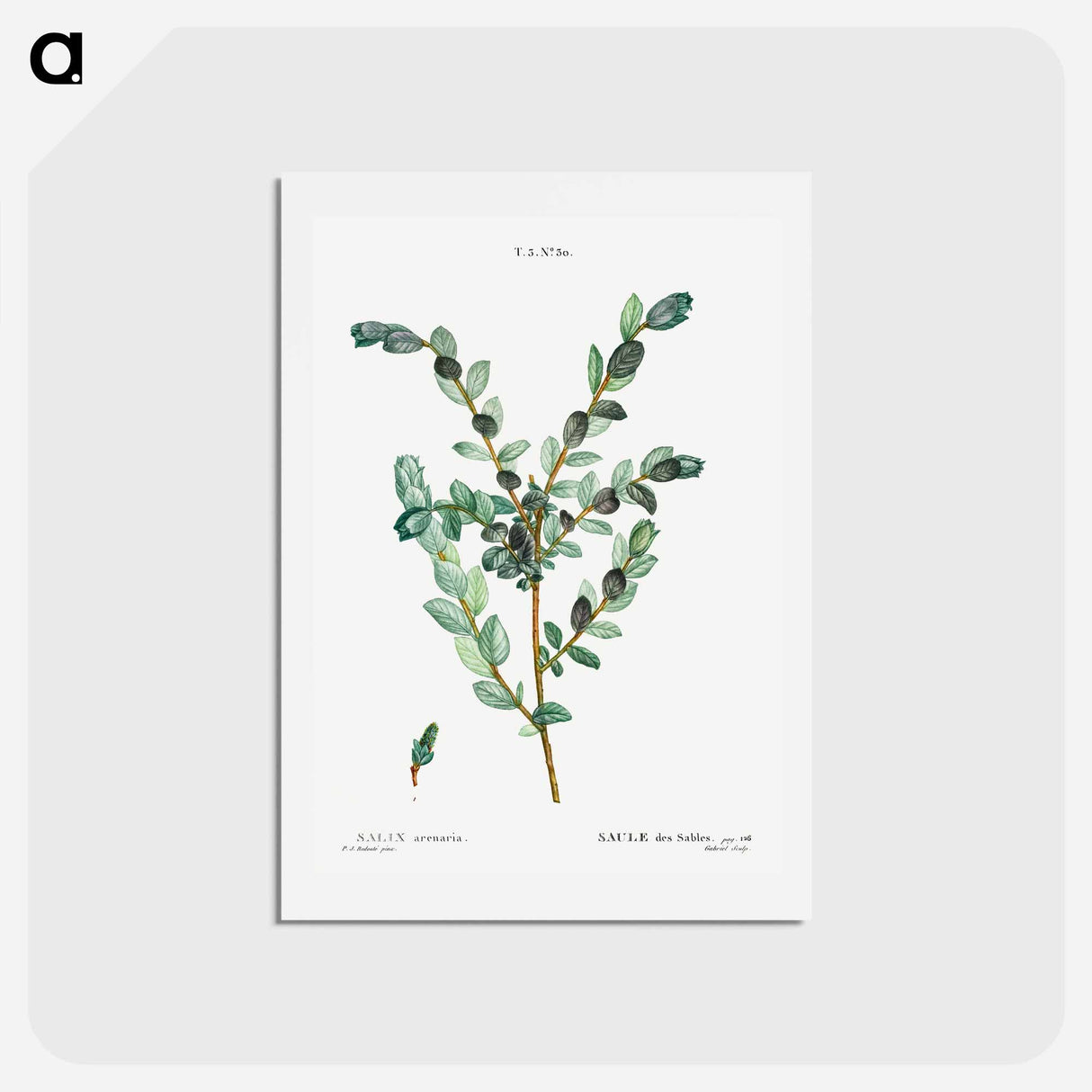アートポストカード-Creeping willow - ピエール ジョゼフ ルドゥーテ Postcard.