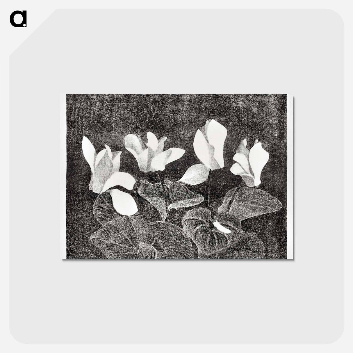 アートポストカード-Cyclamen
- サミュエル ジェスルン Postcard.