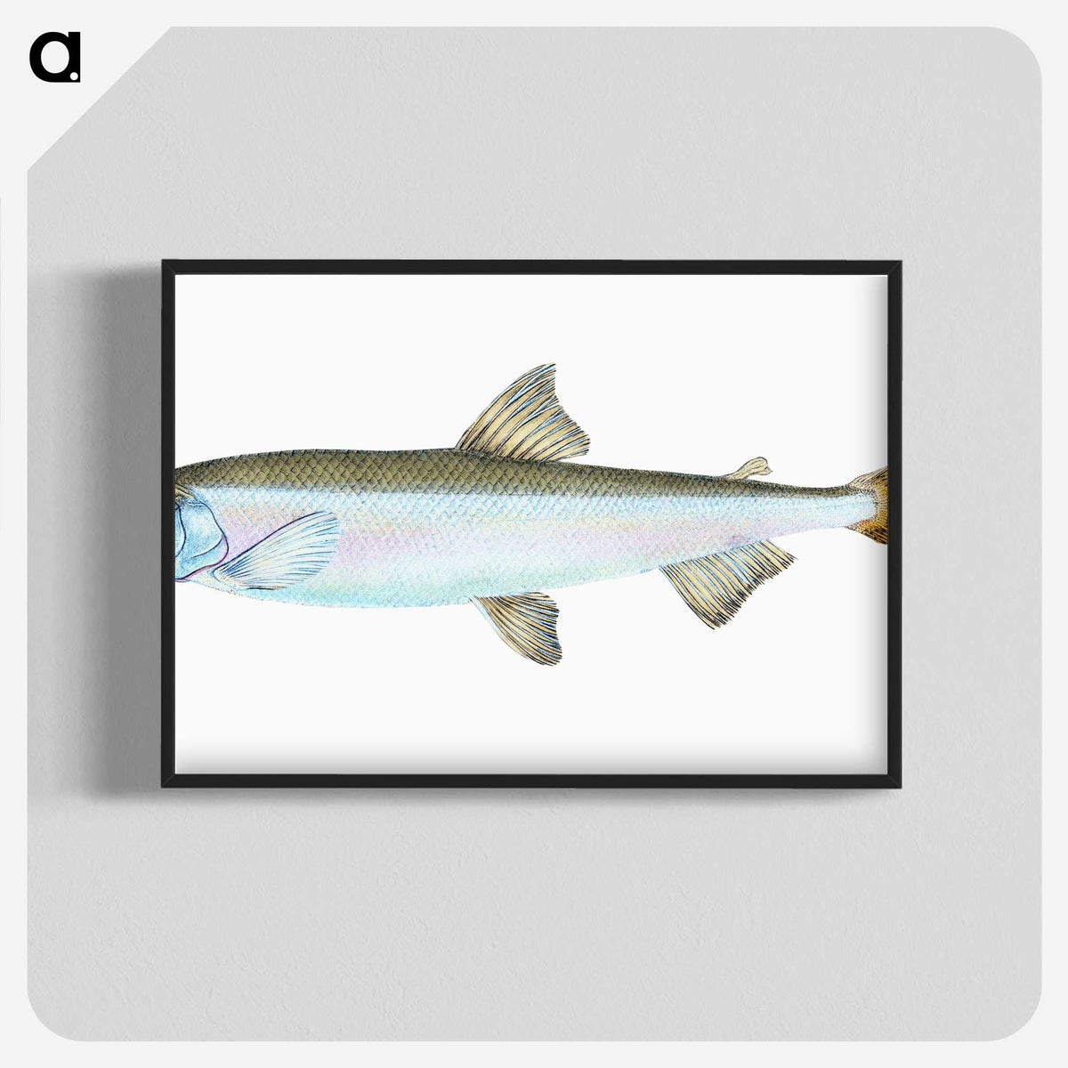 1-80_The-Natural-History-of-British-Fishes_blk-crop