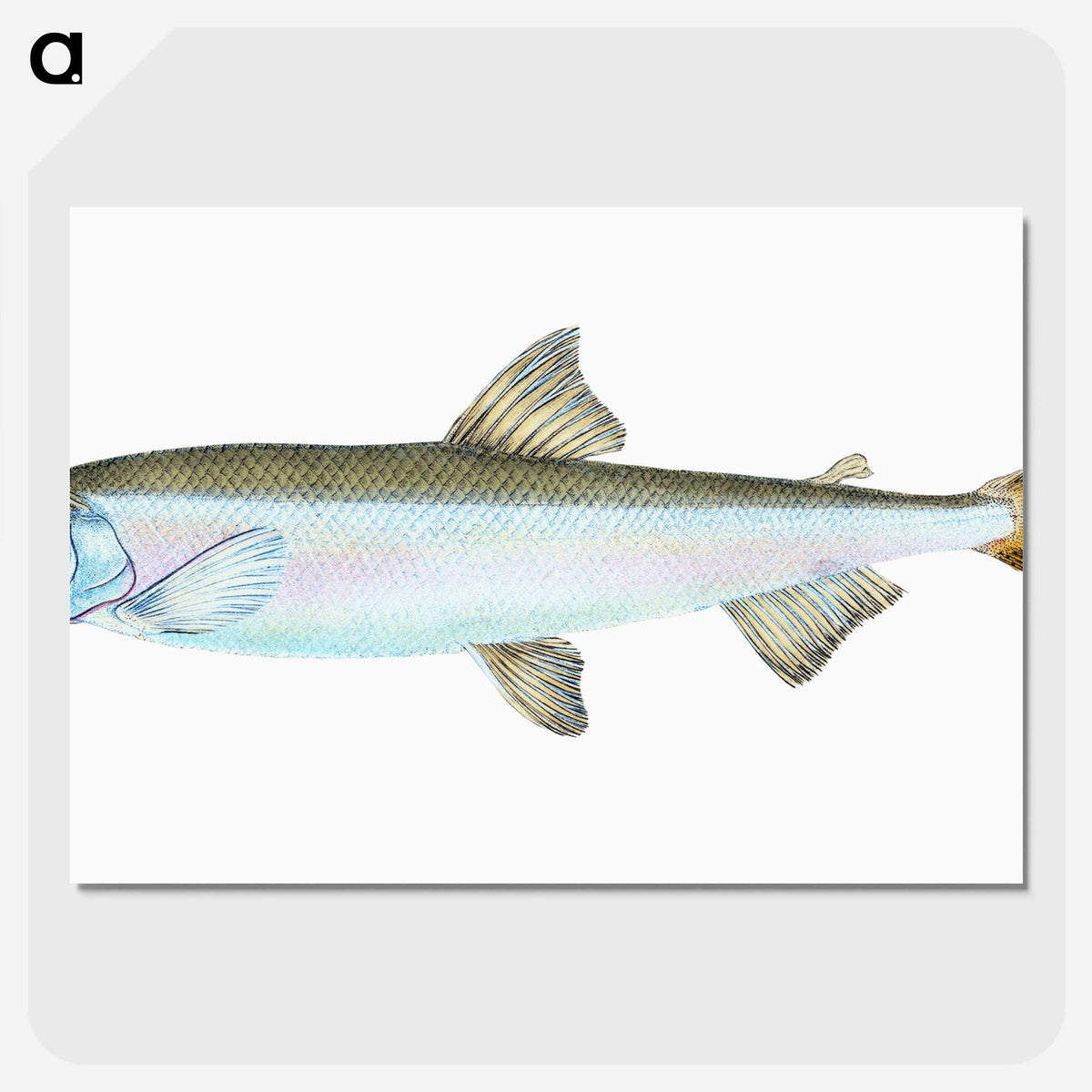 1-80_The-Natural-History-of-British-Fishes_picture-crop