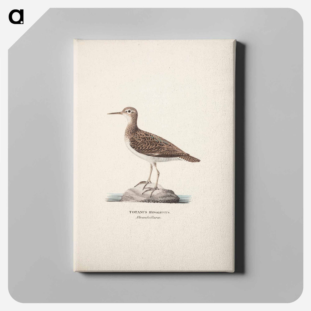 Common sandpiper - Wilhelm von Wright Canvas.