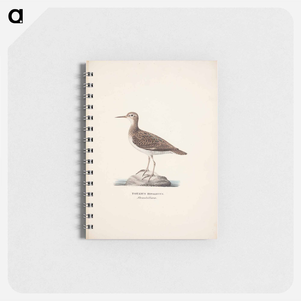 Common sandpiper - ヴィルヘルム フォン ライト Memo.