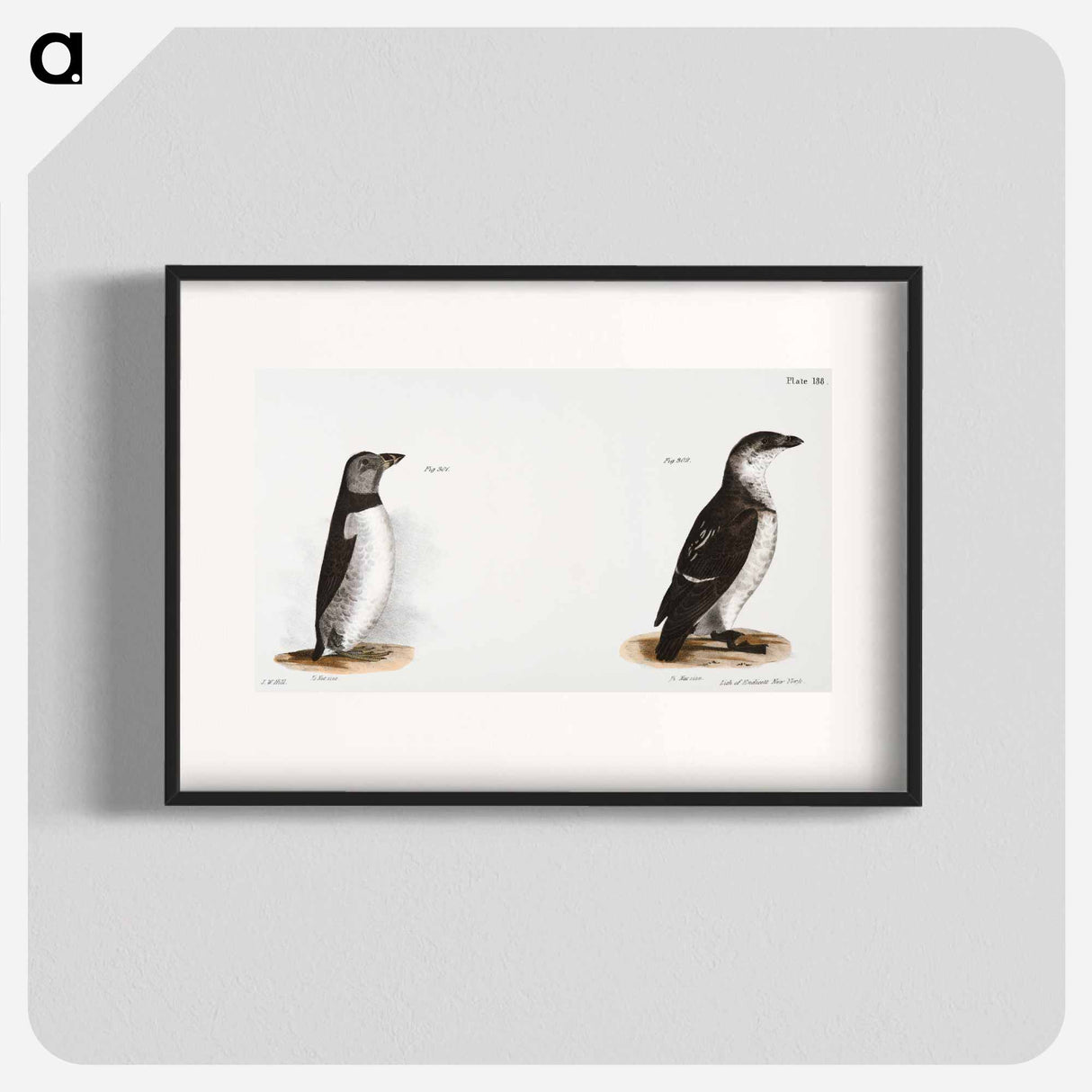 Arctic Puffin (Mormon arcticus) 302. Sea Dove (Mergulus alle) illustration from Zoology of New York by James Ellsworth De Kay - ニューヨークの動物学 Poster.