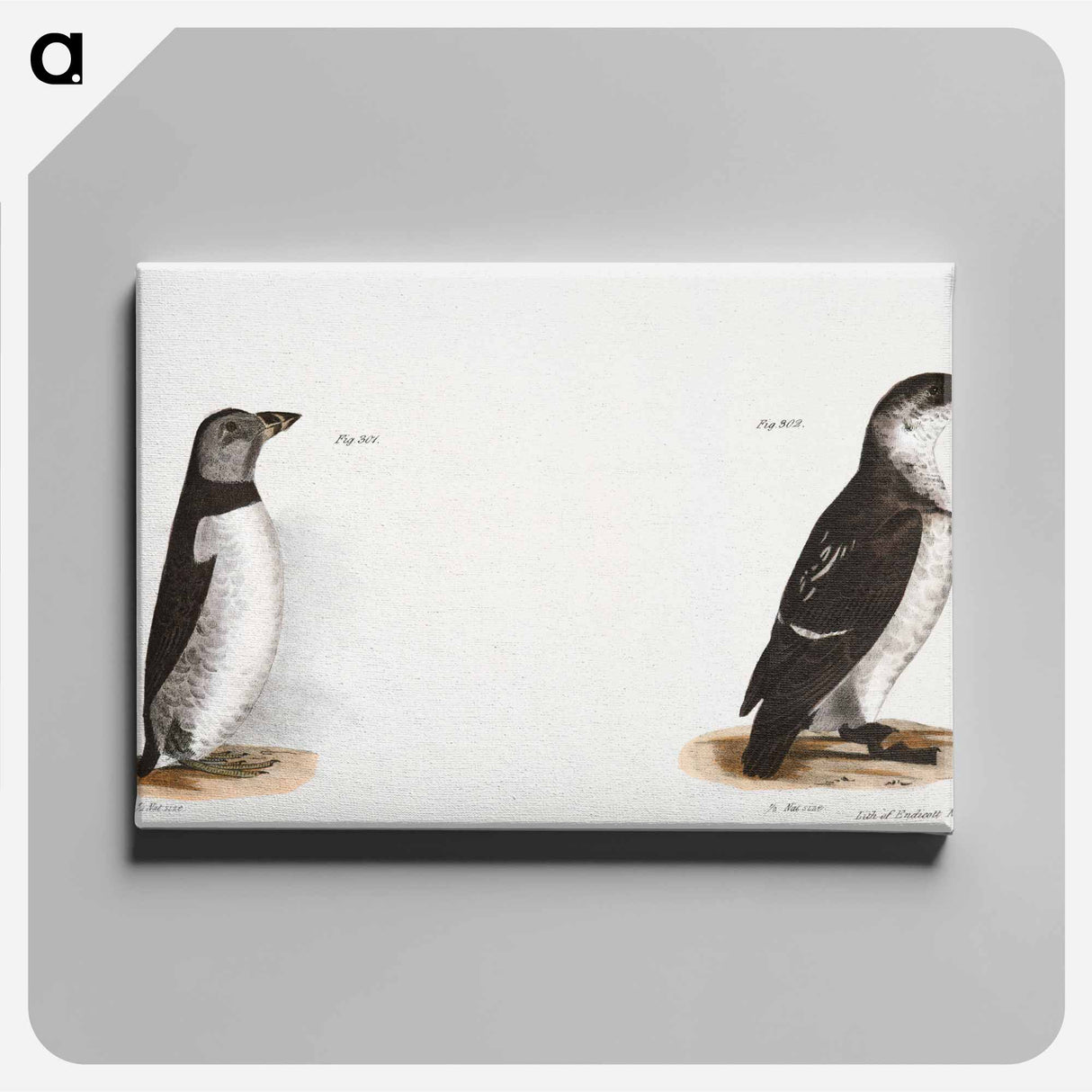 アートパネル-Arctic Puffin (Mormon arcticus) 302. Sea Dove (Mergulus alle) illustration from Zoology of New York by James Ellsworth De Kay - ニューヨークの動物学 Canvas.