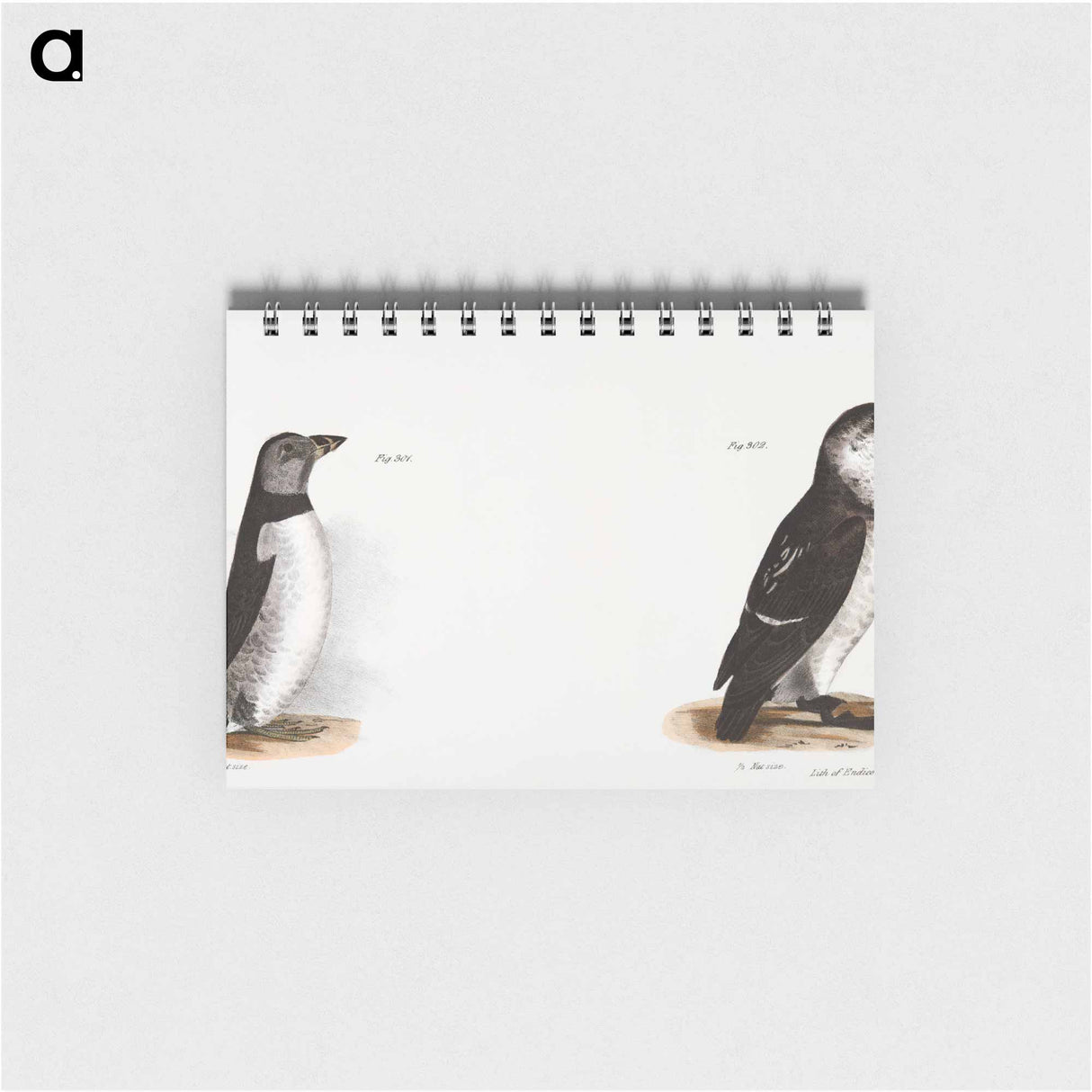 Arctic Puffin (Mormon arcticus) 302. Sea Dove (Mergulus alle) illustration from Zoology of New York by James Ellsworth De Kay - ニューヨークの動物学 Memo.