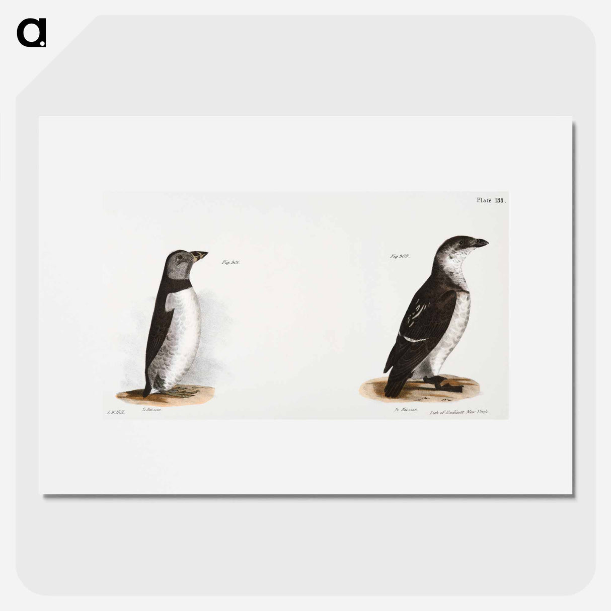 アートポスター-Arctic Puffin (Mormon arcticus) 302. Sea Dove (Mergulus alle) illustration from Zoology of New York by James Ellsworth De Kay - ニューヨークの動物学 Poster.